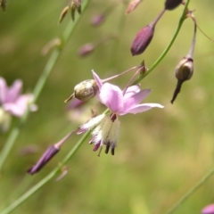 Arthropodium milleflorum (Vanilla Lily) at Tennent, ACT - 10 Jan 2022 by MatthewFrawley