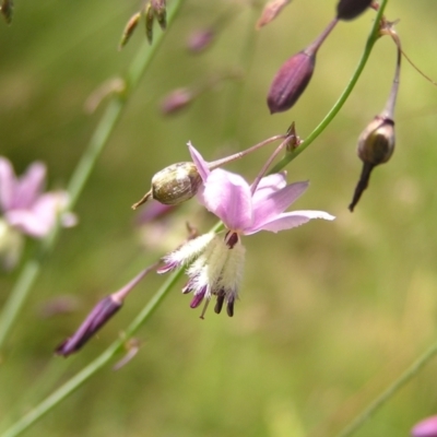 Arthropodium milleflorum (Vanilla Lily) at Tennent, ACT - 10 Jan 2022 by MatthewFrawley