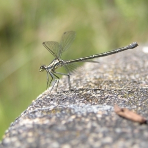 Austroargiolestes icteromelas at Tennent, ACT - 10 Jan 2022