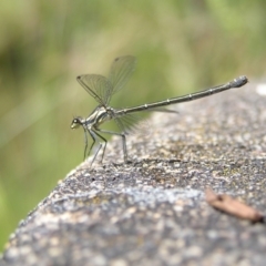 Austroargiolestes icteromelas (Common Flatwing) at Tennent, ACT - 9 Jan 2022 by MatthewFrawley