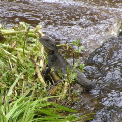 Intellagama lesueurii howittii (Gippsland Water Dragon) at Namadgi National Park - 10 Jan 2022 by MatthewFrawley