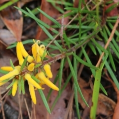 Persoonia linearis (Narrow-leaved Geebung) at Ben Boyd National Park - 3 Jan 2022 by KylieWaldon