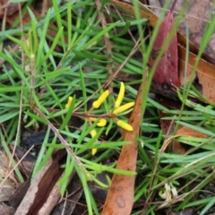 Persoonia linearis at Pambula Beach, NSW - 3 Jan 2022