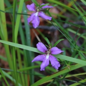 Scaevola ramosissima at Pambula Beach, NSW - 3 Jan 2022 08:42 AM