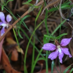 Scaevola ramosissima at Pambula Beach, NSW - 3 Jan 2022 08:42 AM