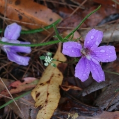 Scaevola ramosissima at Pambula Beach, NSW - 3 Jan 2022 08:42 AM