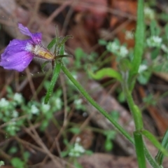 Scaevola ramosissima at Pambula Beach, NSW - 3 Jan 2022 08:42 AM