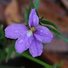 Scaevola ramosissima at Pambula Beach, NSW - 3 Jan 2022