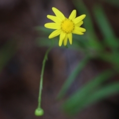 Senecio madagascariensis (Madagascan Fireweed, Fireweed) at Ben Boyd National Park - 2 Jan 2022 by KylieWaldon