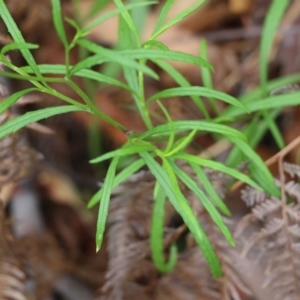 Senecio madagascariensis at Pambula Beach, NSW - 3 Jan 2022