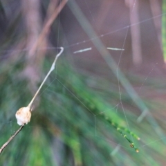Unidentified Spider (Araneae) (TBC) at Pambula Beach, NSW - 2 Jan 2022 by KylieWaldon