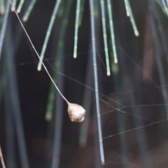 Ariamnes sp. (genus) at Pambula Beach, NSW - 3 Jan 2022 08:46 AM