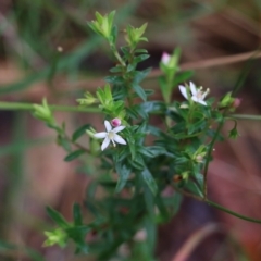 Rhytidosporum procumbens (White Marianth) at Ben Boyd National Park - 3 Jan 2022 by KylieWaldon