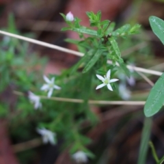 Rhytidosporum procumbens at Pambula Beach, NSW - 3 Jan 2022