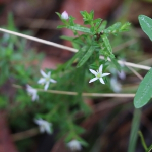 Rhytidosporum procumbens at Pambula Beach, NSW - 3 Jan 2022