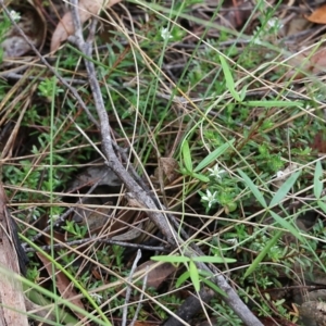 Rhytidosporum procumbens at Pambula Beach, NSW - 3 Jan 2022