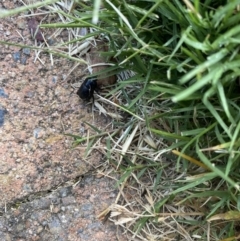 Scarabaeidae (family) (Scarab beetle, curl grub) at Majura Primary School, Watson - 15 Jan 2022 by leo.browning