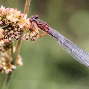 Xanthagrion erythroneurum at Urila, NSW - 11 Jan 2022