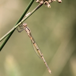 Austrolestes leda at Urila, NSW - 11 Jan 2022 11:54 AM