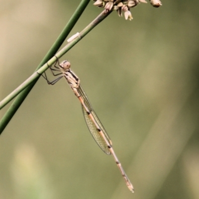 Austrolestes leda (Wandering Ringtail) at Urila, NSW - 11 Jan 2022 by Milobear