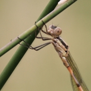 Austrolestes leda at Urila, NSW - 11 Jan 2022