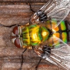 Rutilia (Chrysorutilia) formosa (A Bristle fly) at Lower Cotter Catchment - 14 Jan 2022 by rawshorty