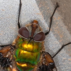 Rutilia (Chrysorutilia) formosa at Cotter River, ACT - 15 Jan 2022