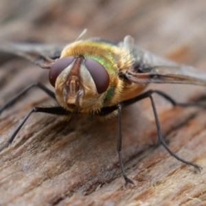 Rutilia (Chrysorutilia) formosa at Cotter River, ACT - 15 Jan 2022