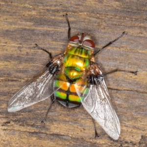 Rutilia (Chrysorutilia) formosa at Cotter River, ACT - 15 Jan 2022