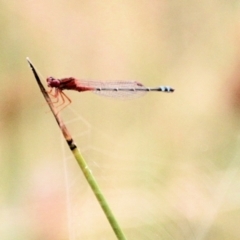 Xanthagrion erythroneurum (Red & Blue Damsel) at Urila, NSW - 11 Jan 2022 by Milobear