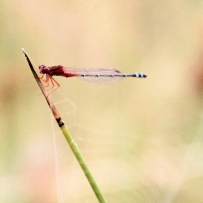 Xanthagrion erythroneurum (Red & Blue Damsel) at QPRC LGA - 11 Jan 2022 by Milobear