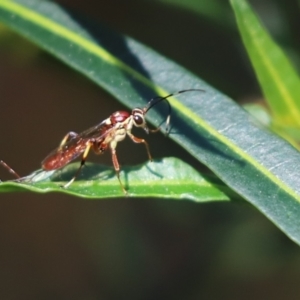 Ichneumonidae (family) at Cook, ACT - 17 Sep 2021