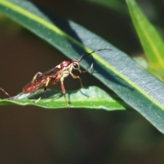 Ichneumonidae (family) (Unidentified ichneumon wasp) at Cook, ACT - 17 Sep 2021 by Tammy