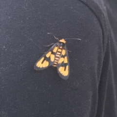 Amata nr aperta (Pale Spotted Tiger Moth) at Mount Taylor - 15 Jan 2022 by LOz
