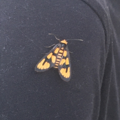 Amata nr aperta (Pale Spotted Tiger Moth) at Pearce, ACT - 16 Jan 2022 by LOz
