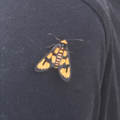 Amata nr aperta (Pale Spotted Tiger Moth) at Mount Taylor - 15 Jan 2022 by LOz