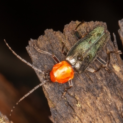 Chauliognathus tricolor (Tricolor soldier beetle) at Lower Cotter Catchment - 15 Jan 2022 by rawshorty