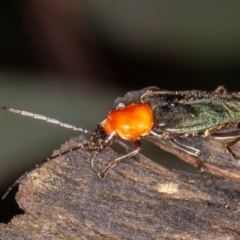 Chauliognathus tricolor at Cotter River, ACT - 15 Jan 2022 11:05 AM