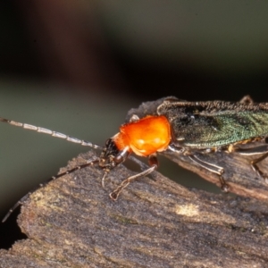 Chauliognathus tricolor at Cotter River, ACT - 15 Jan 2022