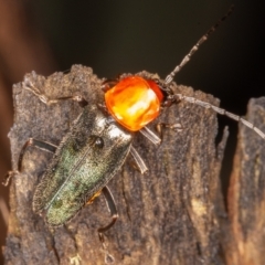 Chauliognathus tricolor at Cotter River, ACT - 15 Jan 2022