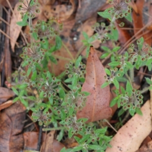 Pomax umbellata at Pambula Beach, NSW - 3 Jan 2022 08:43 AM