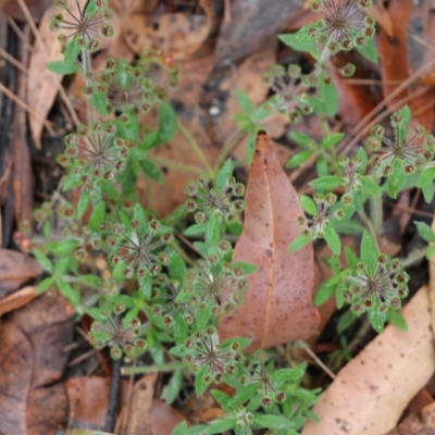 Pomax umbellata (A Pomax) at Pambula Beach, NSW - 3 Jan 2022 by KylieWaldon