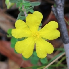 Hibbertia obtusifolia (Grey Guinea-flower) at Pambula Beach, NSW - 3 Jan 2022 by KylieWaldon