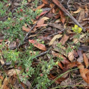 Hibbertia obtusifolia at Pambula Beach, NSW - 3 Jan 2022 08:48 AM