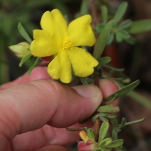 Hibbertia obtusifolia at Pambula Beach, NSW - 3 Jan 2022 08:48 AM