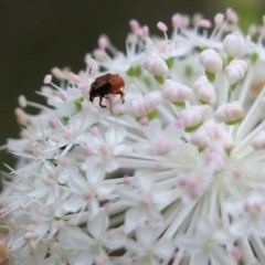 Microvalgus sp. (genus) (Flower scarab) at Ben Boyd National Park - 2 Jan 2022 by KylieWaldon