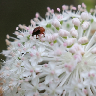 Microvalgus sp. (genus) (Flower scarab) at Ben Boyd National Park - 3 Jan 2022 by KylieWaldon