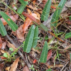 Hardenbergia violacea at Pambula Beach, NSW - 3 Jan 2022