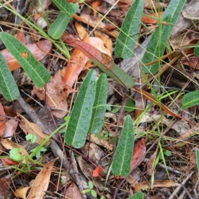 Hardenbergia violacea (False Sarsaparilla) at Pambula Beach, NSW - 3 Jan 2022 by KylieWaldon