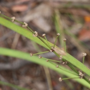 Lomandra multiflora at Pambula Beach, NSW - 3 Jan 2022 08:51 AM